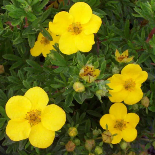 Goldfinger Potentilla
